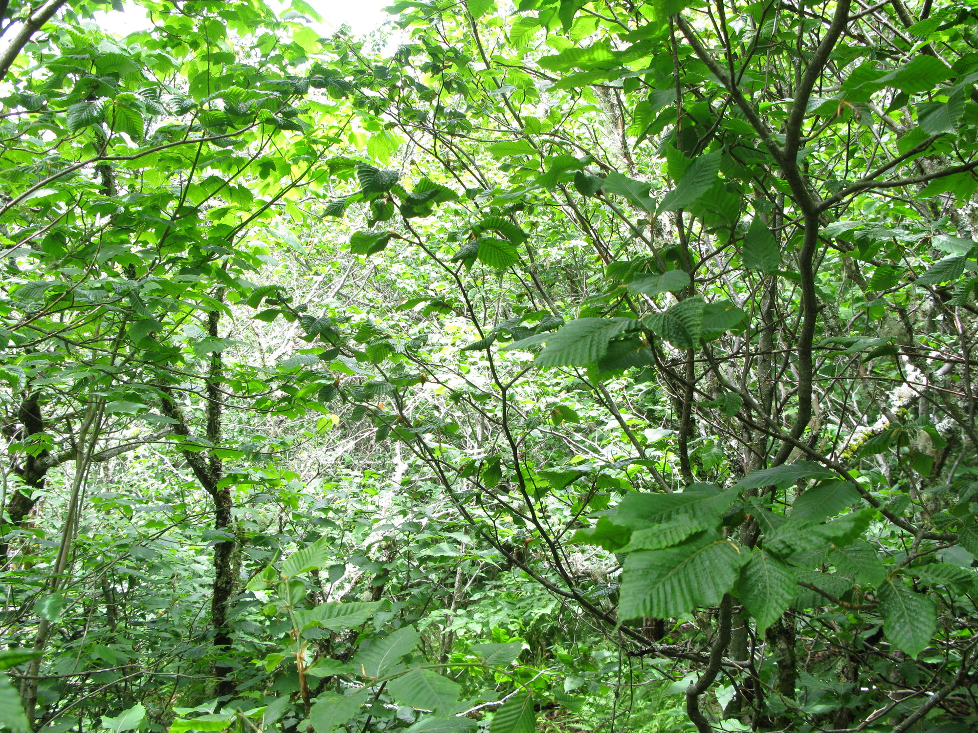 GRSM Accuracy Assessment. Plot Code: GRSM_AA_0055_6