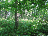 GRSM Accuracy Assessment. Plot Code: GRSM_AA_0438_2