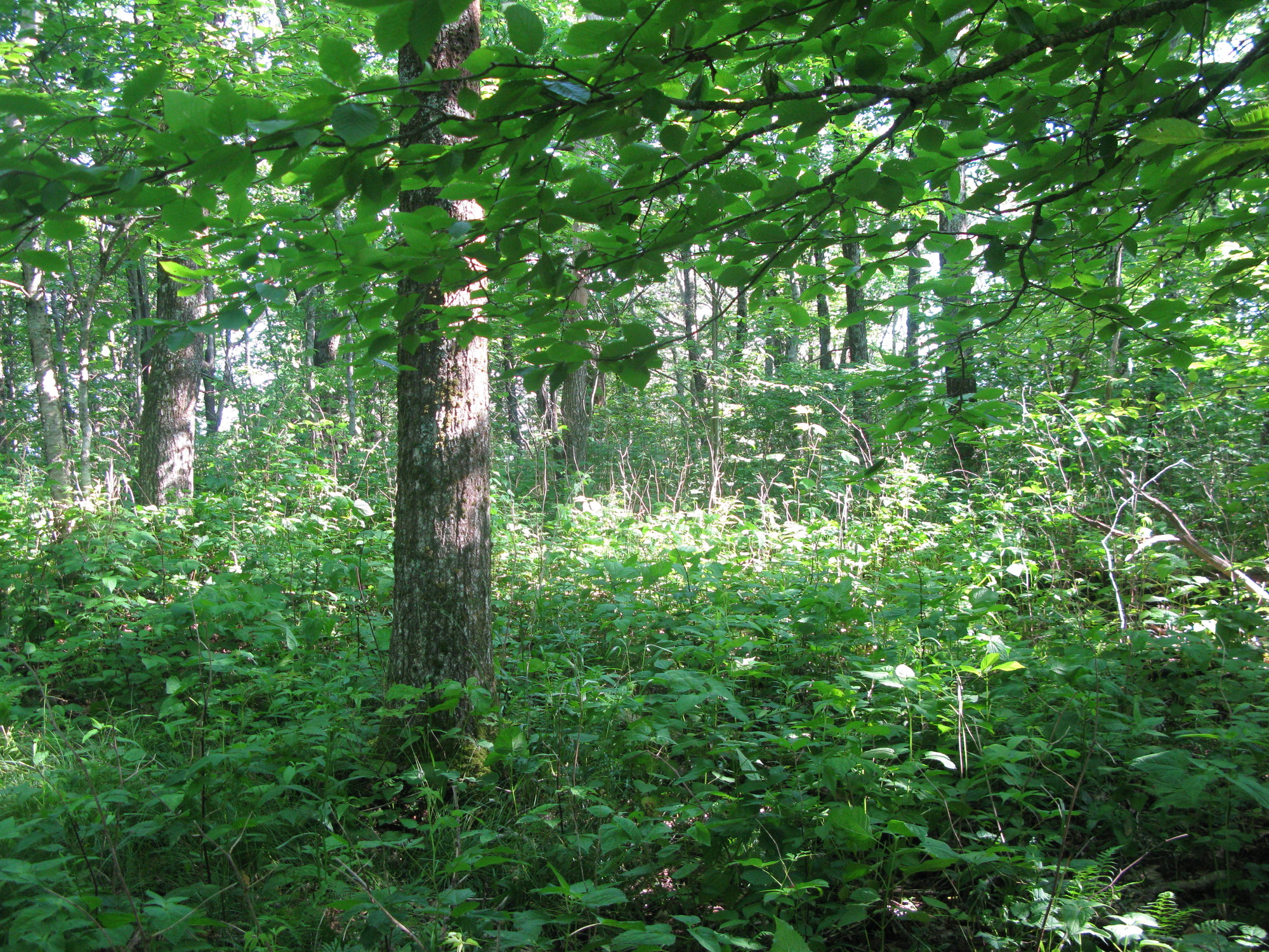 GRSM Accuracy Assessment. Plot Code: GRSM_AA_0438_2