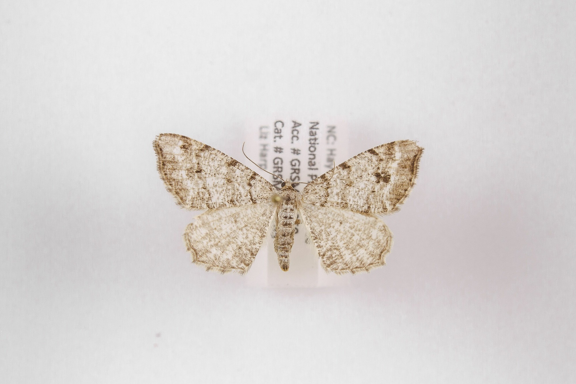 Image of Semiothisa pinistrobata, a species of Animalia