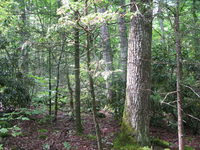 GRSM Accuracy Assessment. Plot Code: GRSM_AA_0824_6