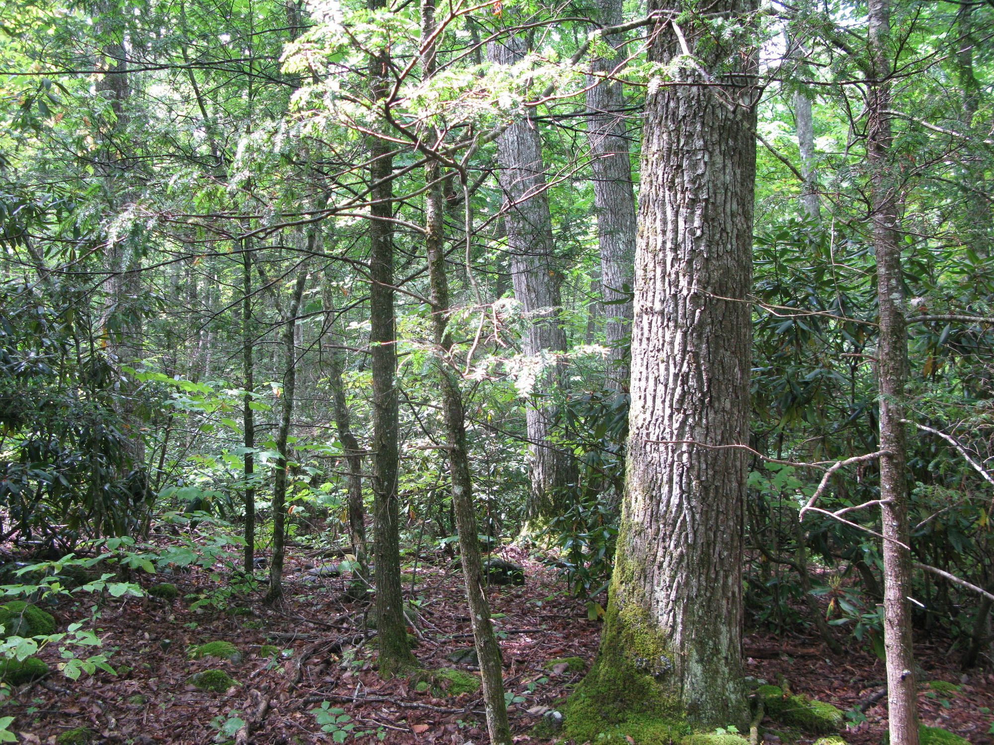 GRSM Accuracy Assessment. Plot Code: GRSM_AA_0824_6