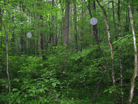 GRSM Accuracy Assessment. Plot Code: GRSM_AA_0143_2