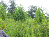 GRSM Accuracy Assessment. Plot Code: GRSM_AA_0696_4