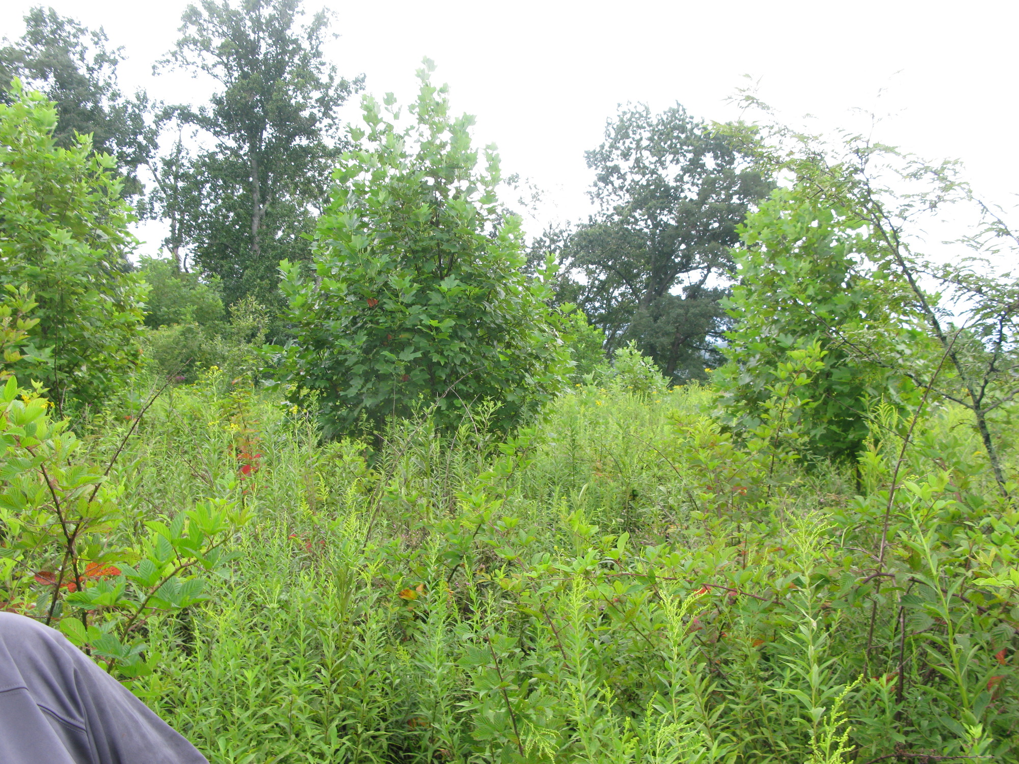 GRSM Accuracy Assessment. Plot Code: GRSM_AA_0696_4