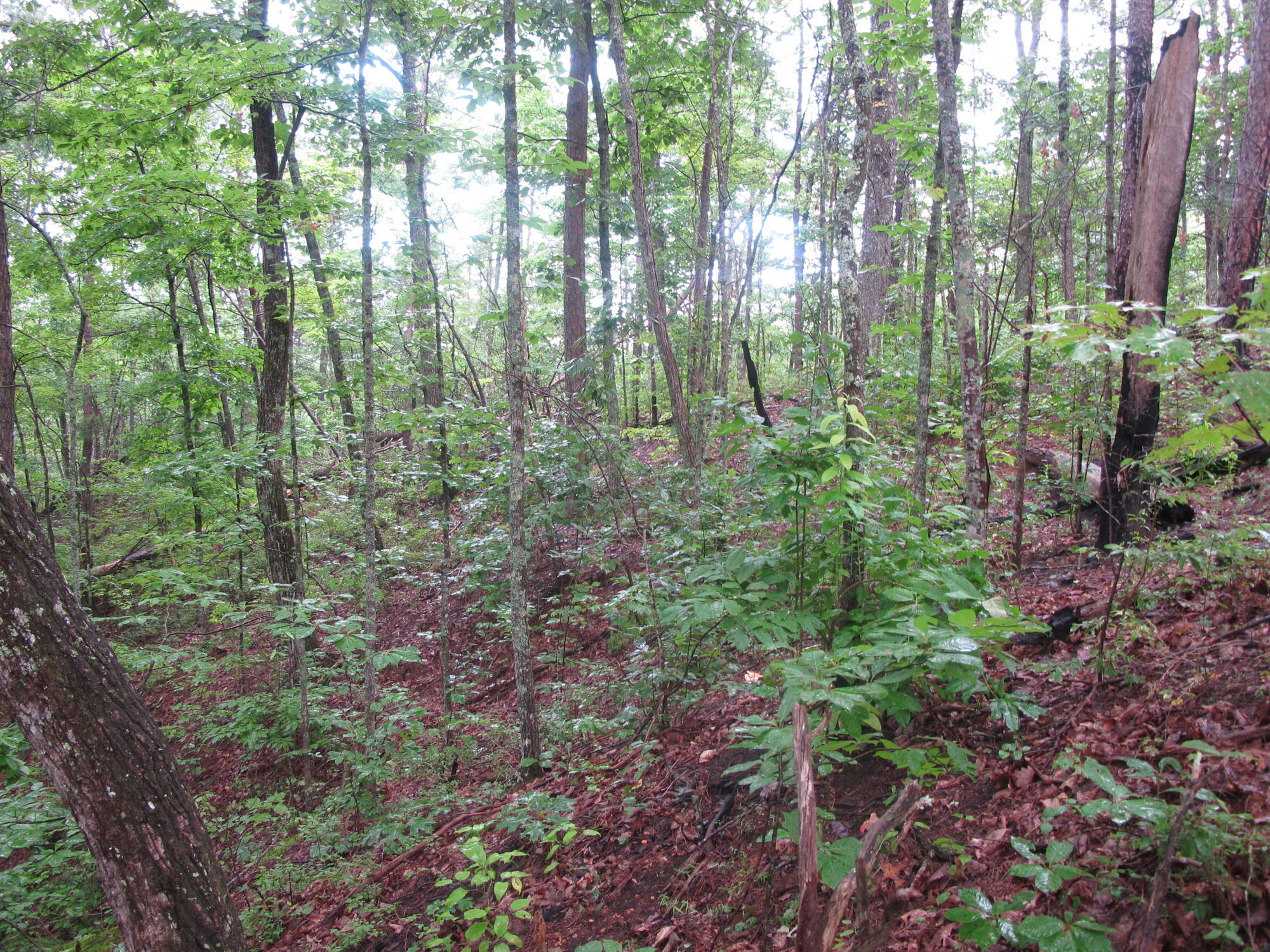 GRSM Accuracy Assessment. Plot Code: GRSM_AA_0416_5