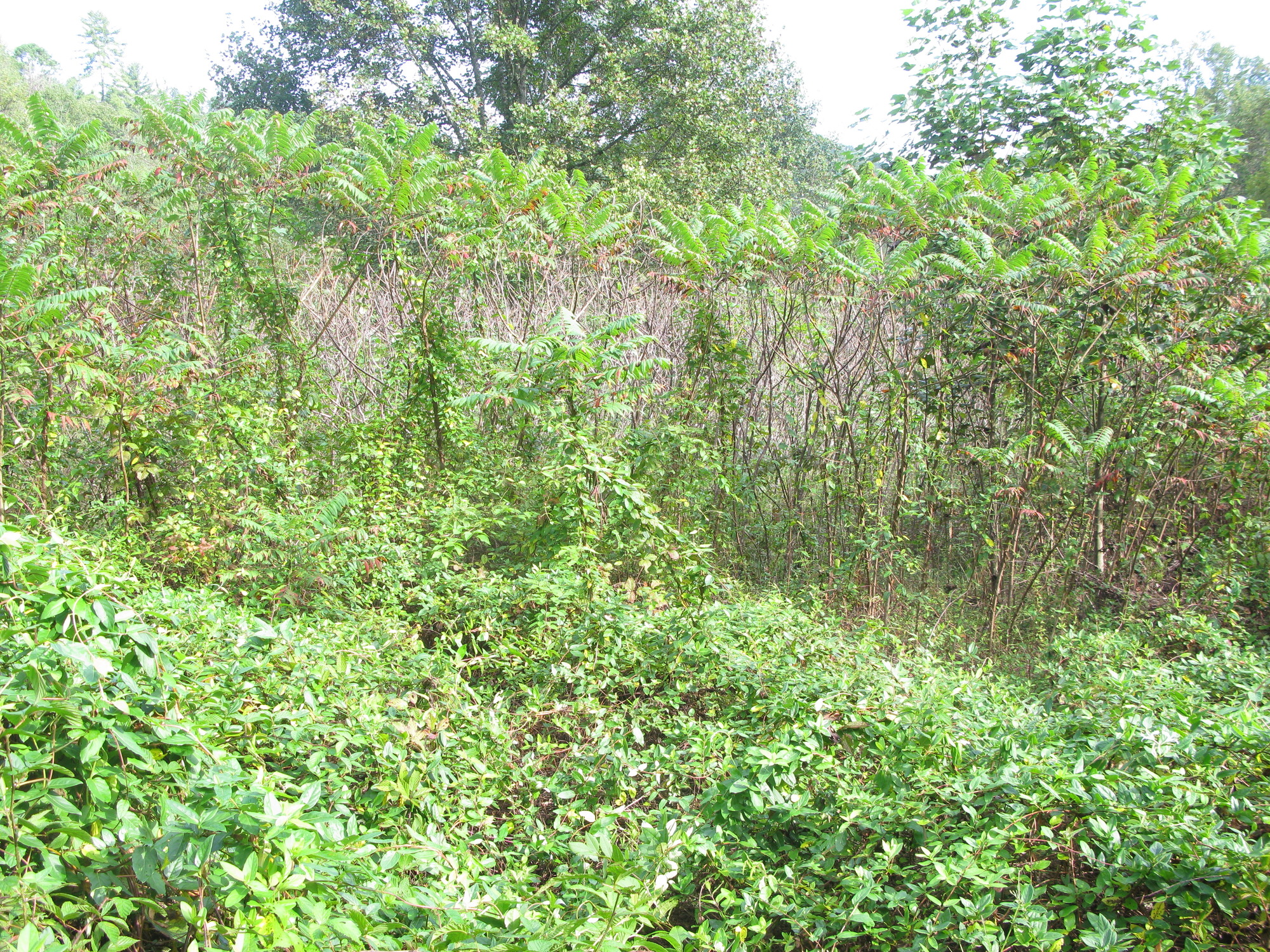 GRSM Accuracy Assessment. Plot Code: GRSM_AA_0528_2