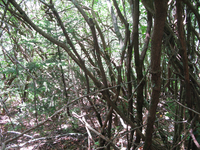 GRSM Accuracy Assessment. Plot Code: GRSM_AA_0317_4