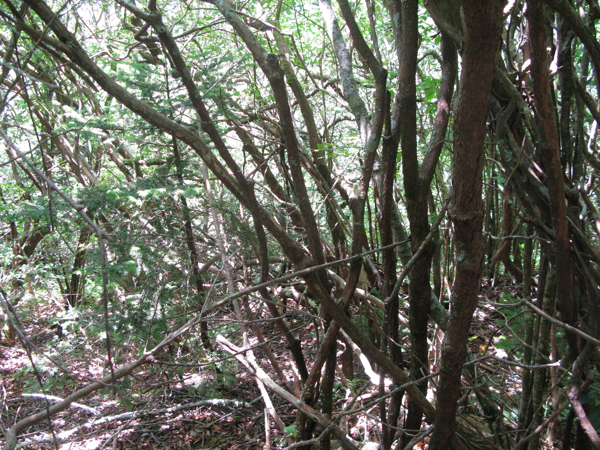 GRSM Accuracy Assessment. Plot Code: GRSM_AA_0317_4