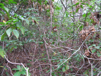 GRSM Accuracy Assessment. Plot Code: GRSM_AA_0184_2