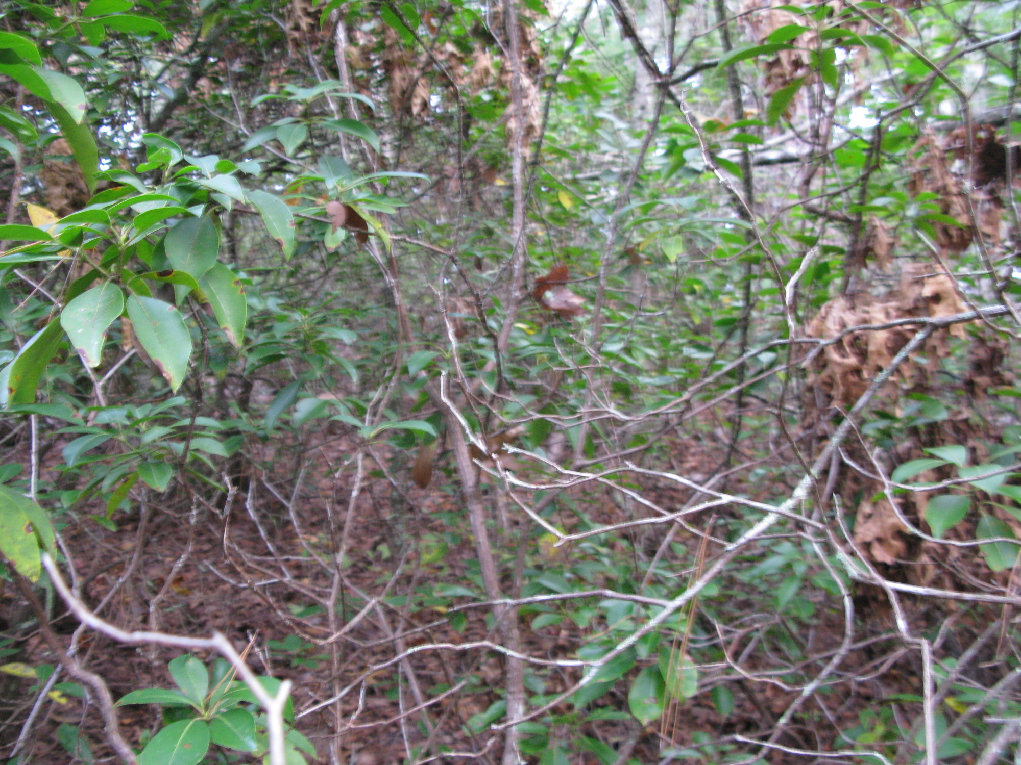 GRSM Accuracy Assessment. Plot Code: GRSM_AA_0184_2