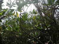 GRSM Accuracy Assessment. Plot Code: GRSM_AA_0109_4