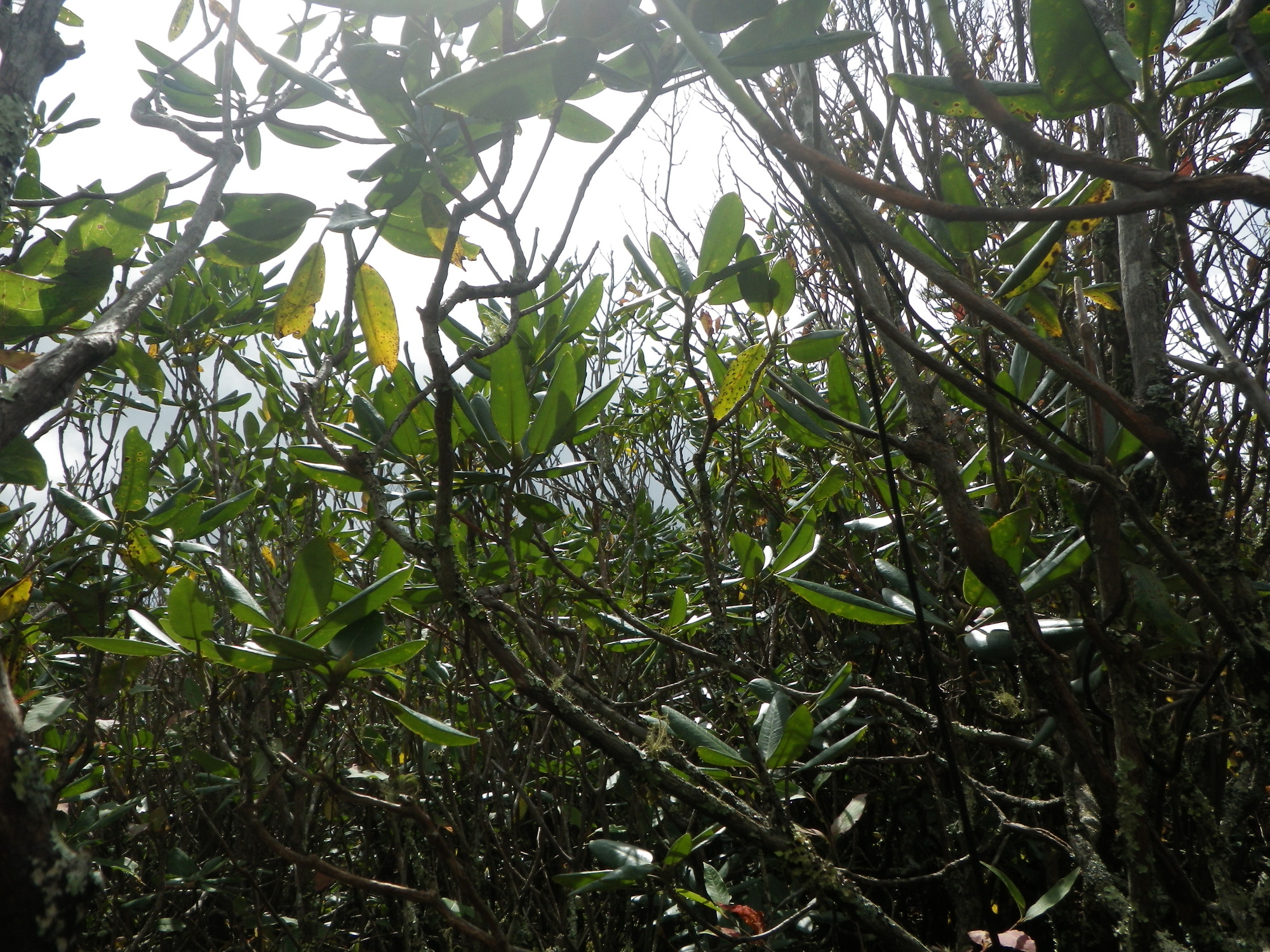 GRSM Accuracy Assessment. Plot Code: GRSM_AA_0109_4