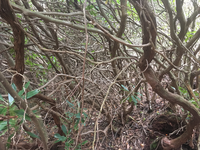 GRSM Accuracy Assessment. Plot Code: GRSM_AA_0406_2