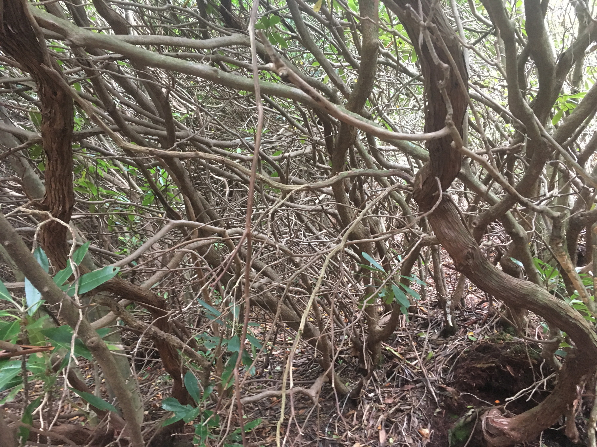 GRSM Accuracy Assessment. Plot Code: GRSM_AA_0406_2