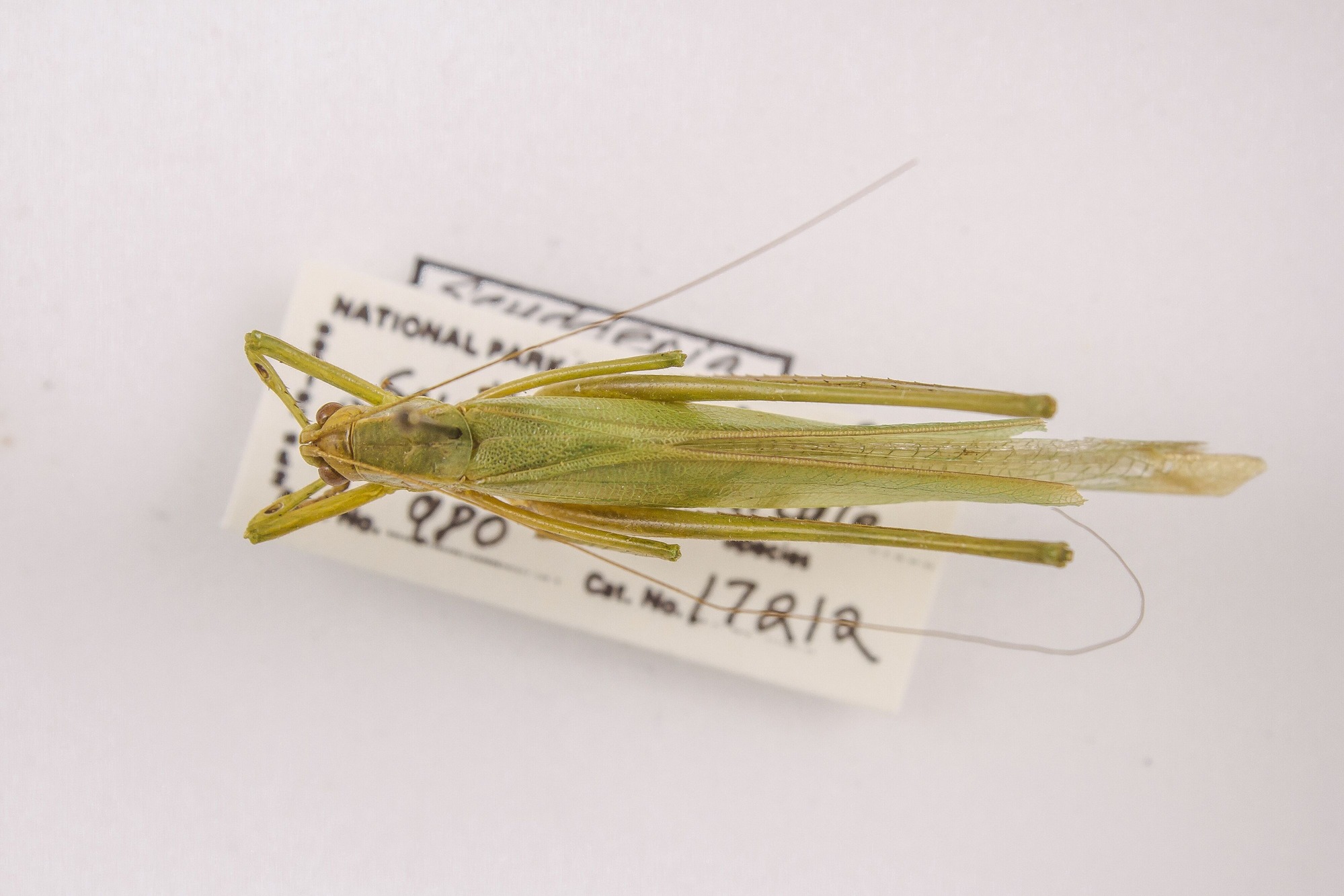 Image of Scudderia furcata, a species of Animalia