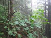 GRSM Accuracy Assessment. Plot Code: GRSM_AA_0360_5