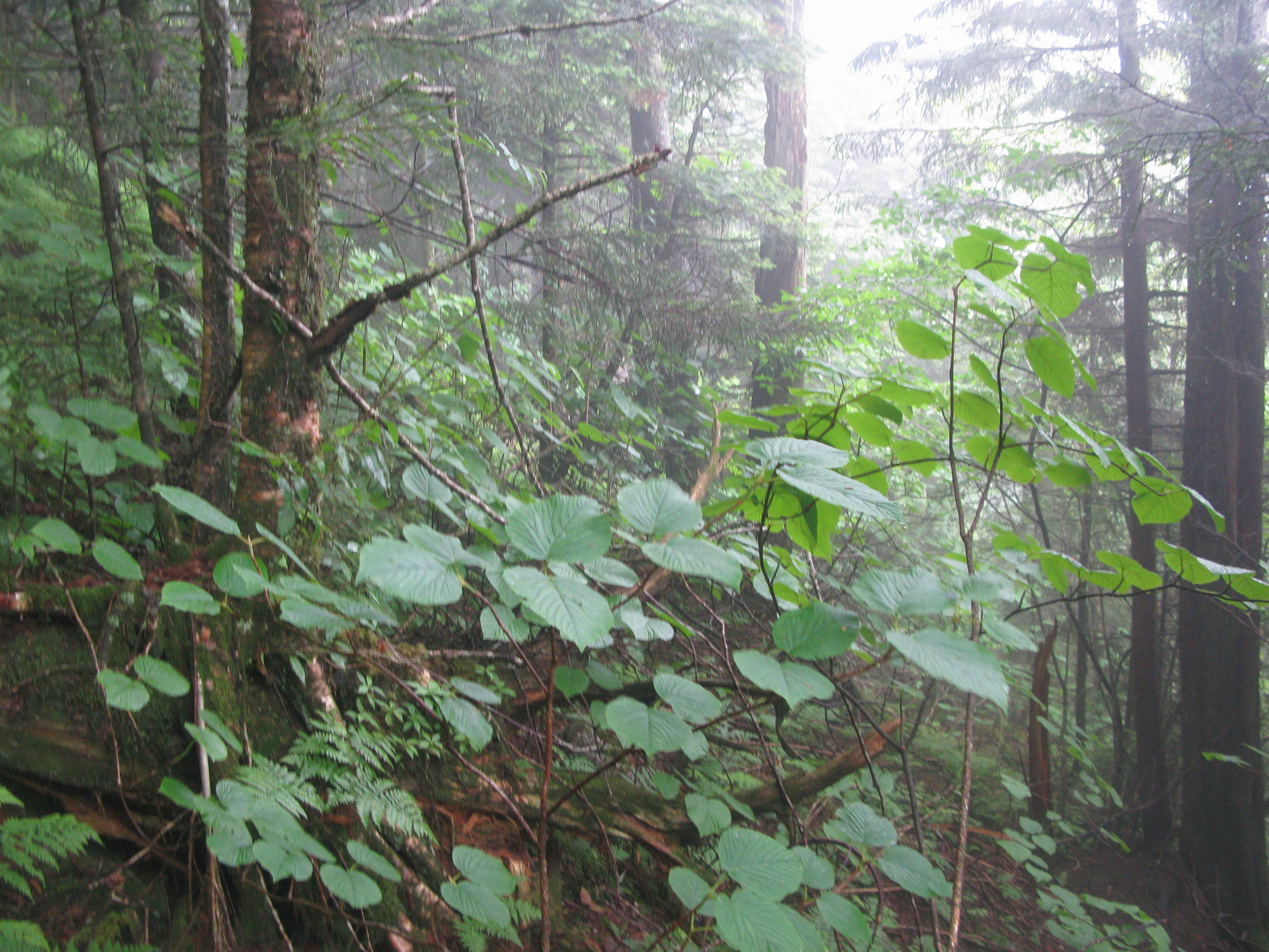 GRSM Accuracy Assessment. Plot Code: GRSM_AA_0360_5