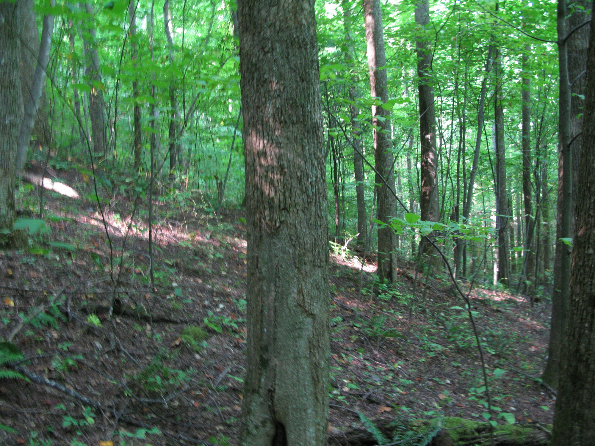 GRSM Accuracy Assessment. Plot Code: GRSM_AA_0516_5