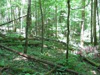 GRSM Accuracy Assessment. Plot Code: GRSM_AA_0734_2