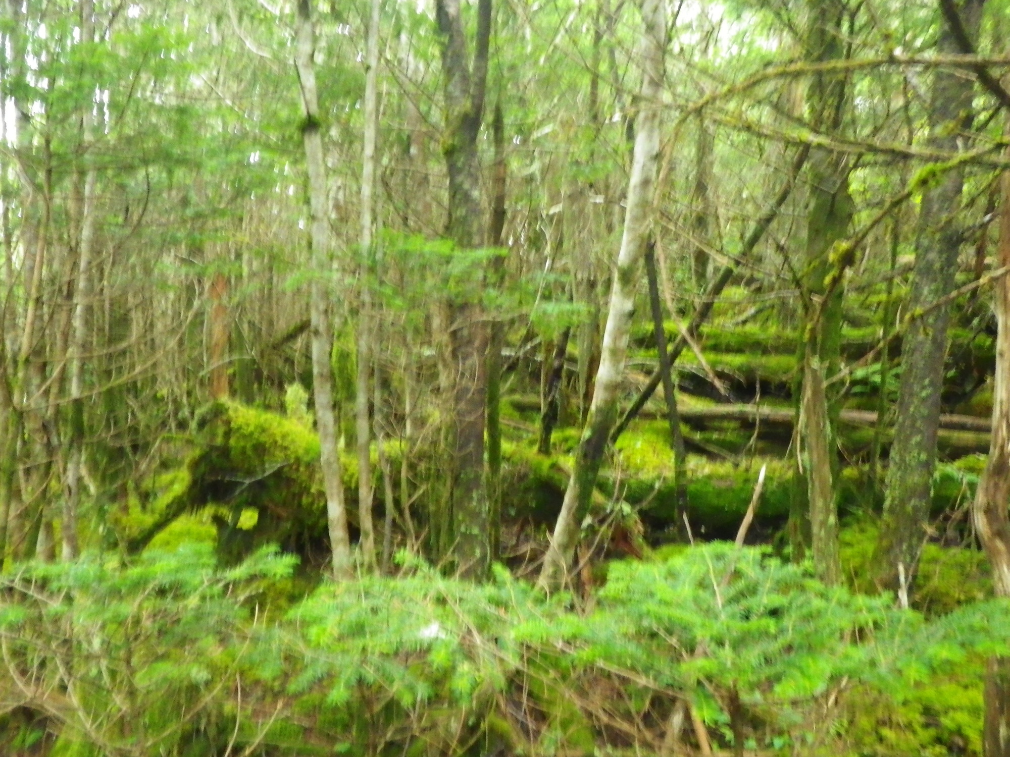 Plot Code: GRSM_AA_0658_4