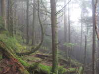 GRSM Accuracy Assessment. Plot Code: GRSM_AA_0676_4