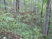 GRSM Accuracy Assessment. Plot Code: GRSM_AA_0033_6