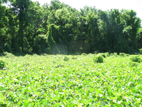 GRSM Accuracy Assessment. Plot Code: GRSM_AA_0918_5