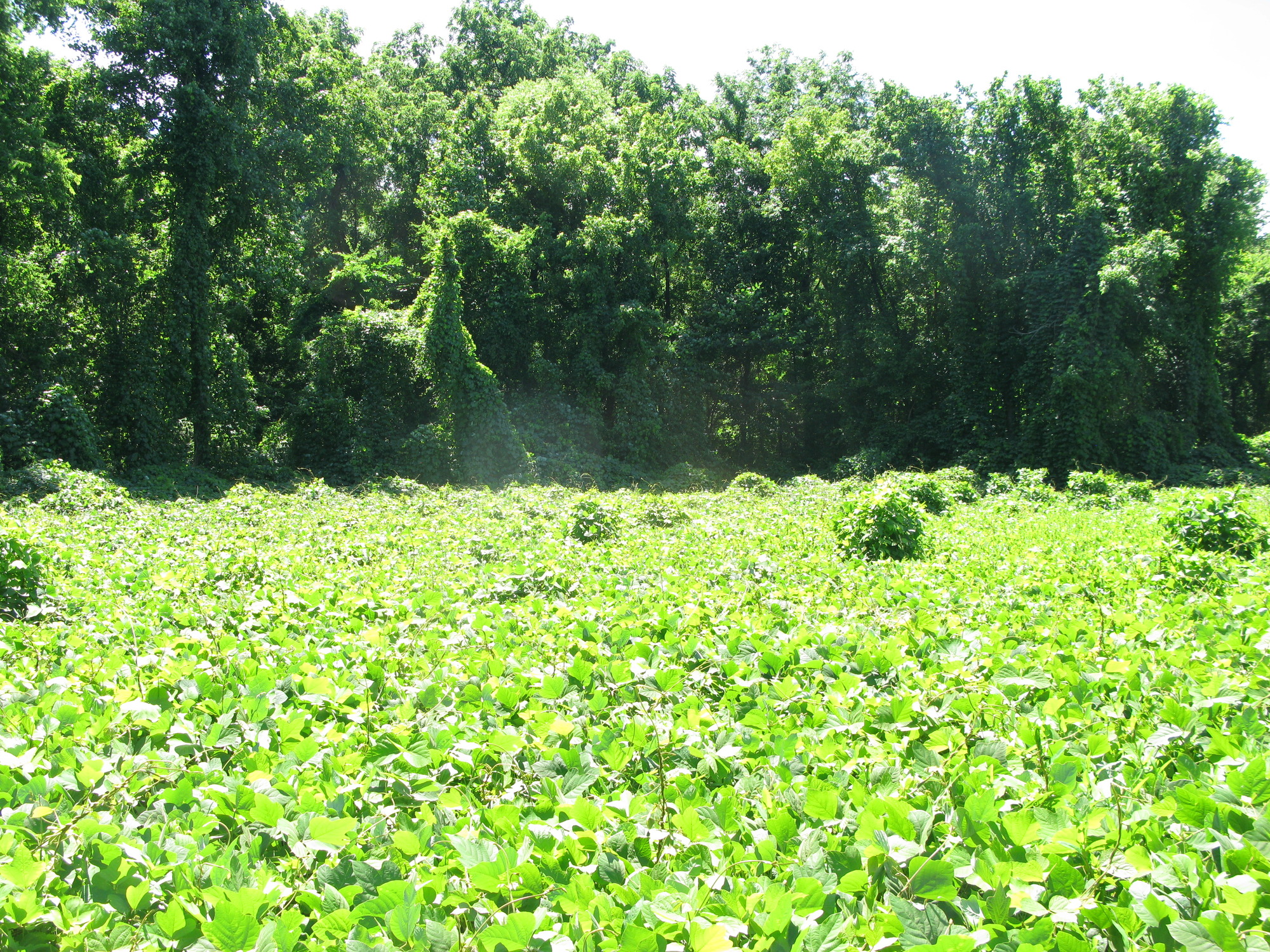 GRSM Accuracy Assessment. Plot Code: GRSM_AA_0918_5