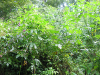 GRSM Accuracy Assessment. Plot Code: GRSM_AA_0355_2