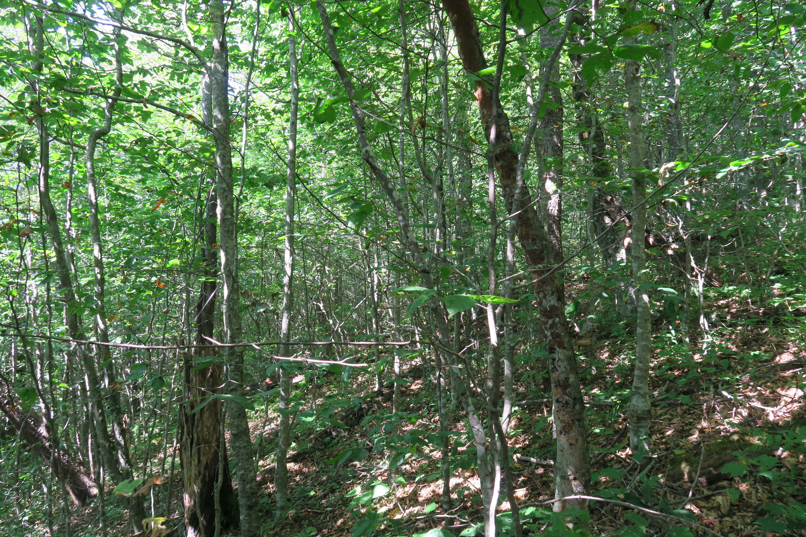 GRSM Accuracy Assessment. Plot Code: GRSM_AA_0847_2