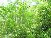 GRSM Accuracy Assessment. Plot Code: GRSM_AA_0530_5