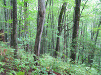 GRSM Accuracy Assessment. Plot Code: GRSM_AA_0227_6