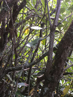 GRSM Accuracy Assessment. Plot Code: GRSM_AA_0315_3