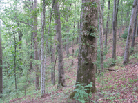 GRSM Accuracy Assessment. Plot Code: GRSM_AA_0232_4