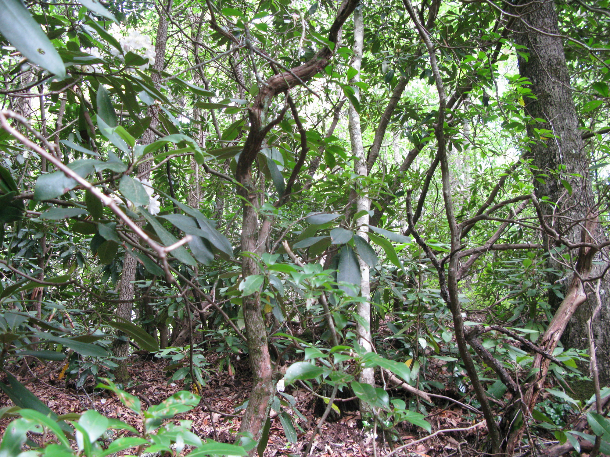 GRSM Accuracy Assessment. Plot Code: GRSM_AA_0764_3