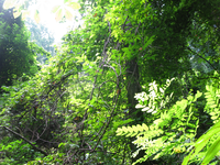 GRSM Accuracy Assessment. Plot Code: GRSM_AA_0948_4