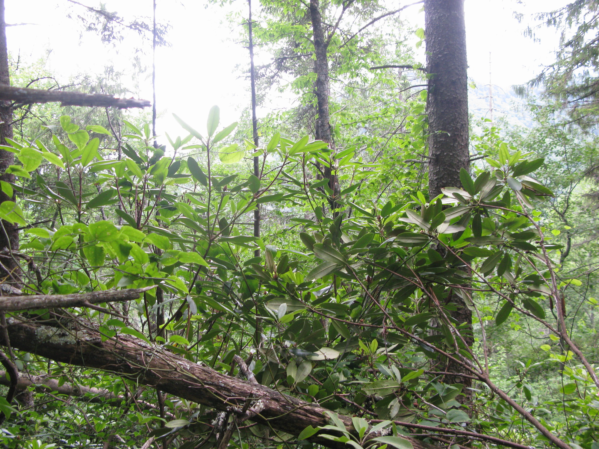 GRSM Accuracy Assessment. Plot Code: GRSM_AA_0158_5