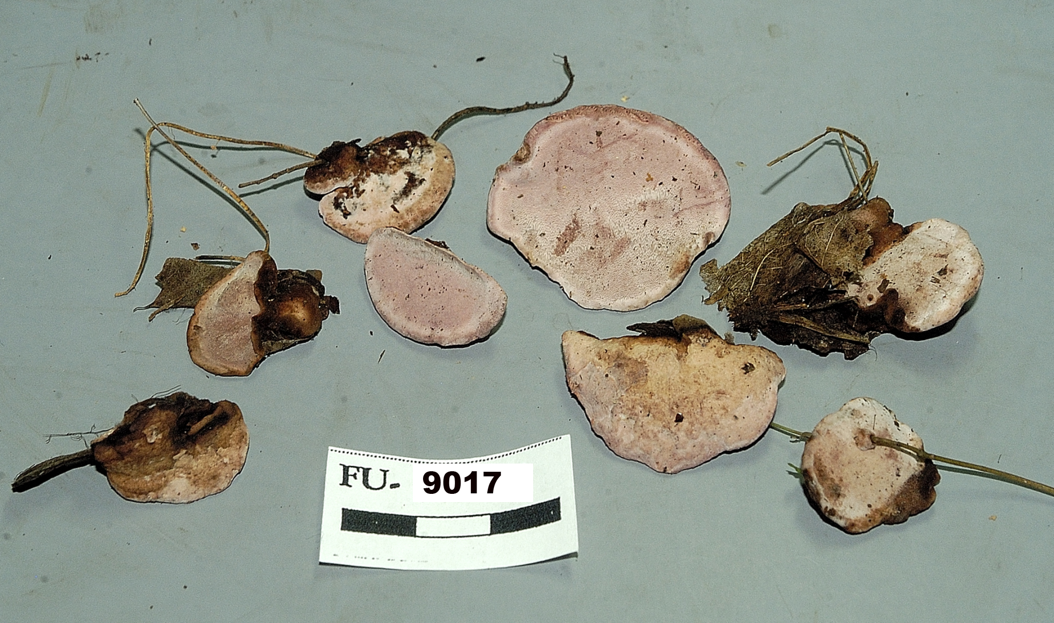 Image of Fomitopsis cajanderi, a species of fungi.
