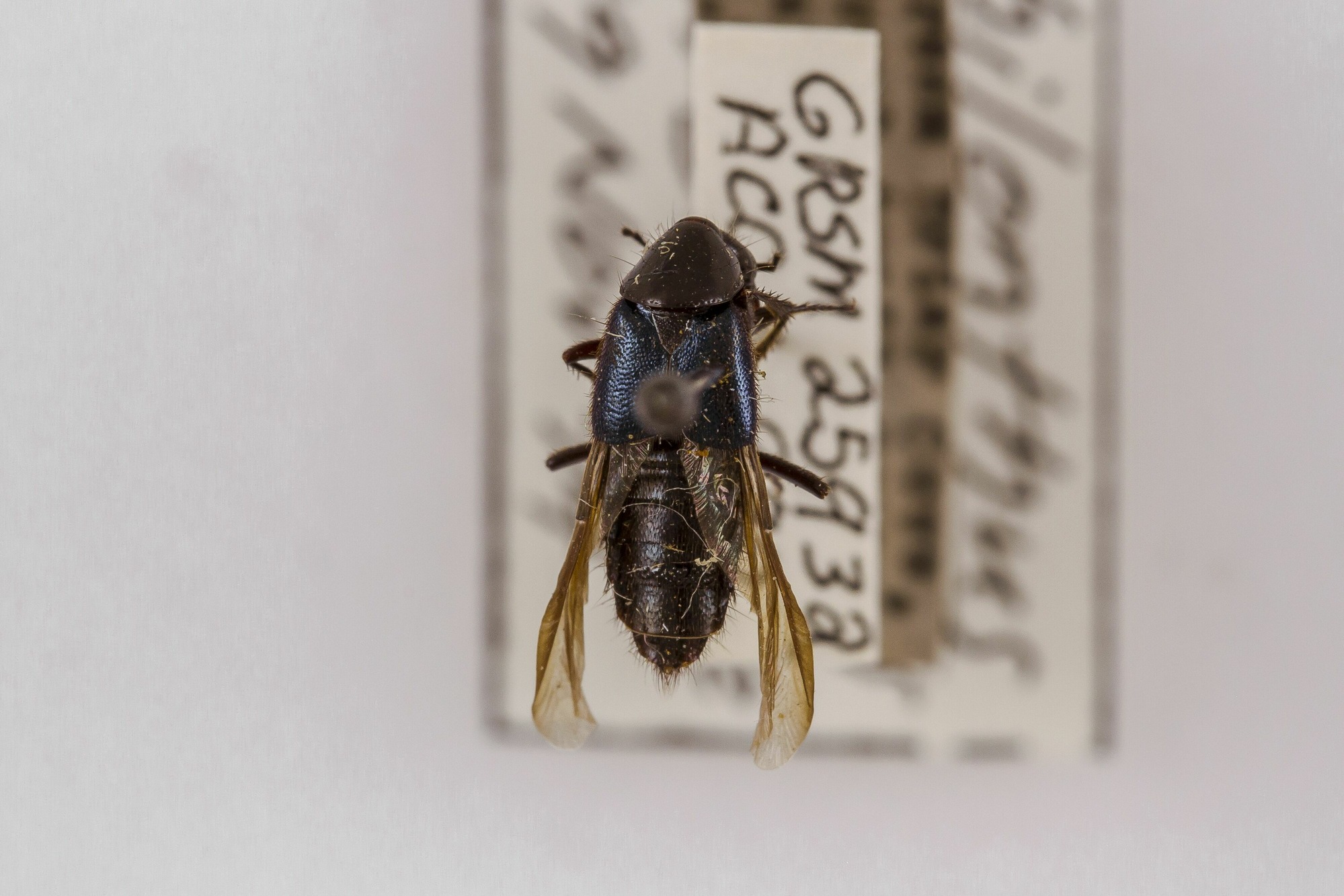 Image of Philonthus cyanipennis, a species of Animalia