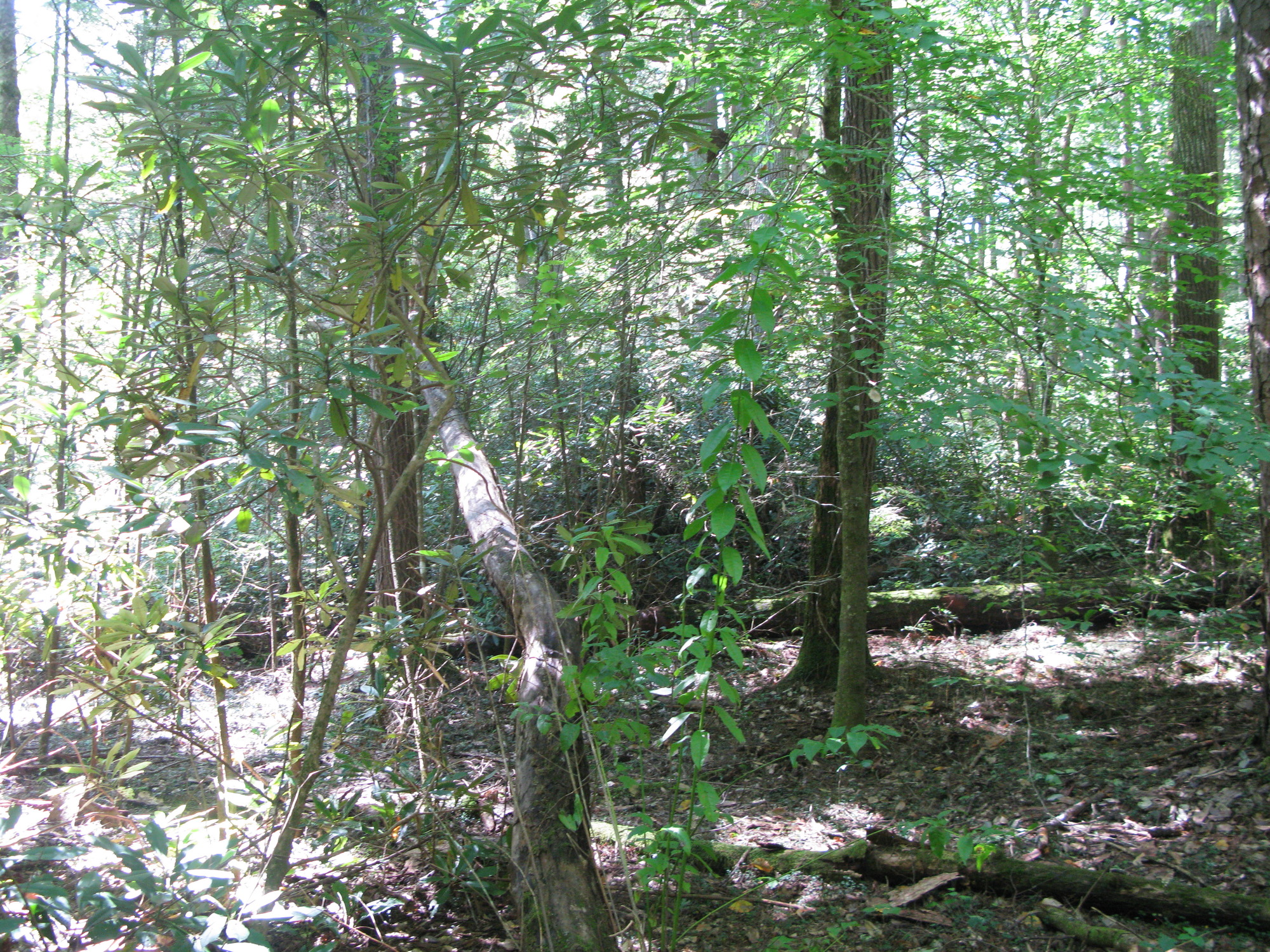 GRSM Accuracy Assessment. Plot Code: GRSM_AA_0646_6