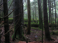 GRSM Accuracy Assessment. Plot Code: GRSM_AA_0018_6