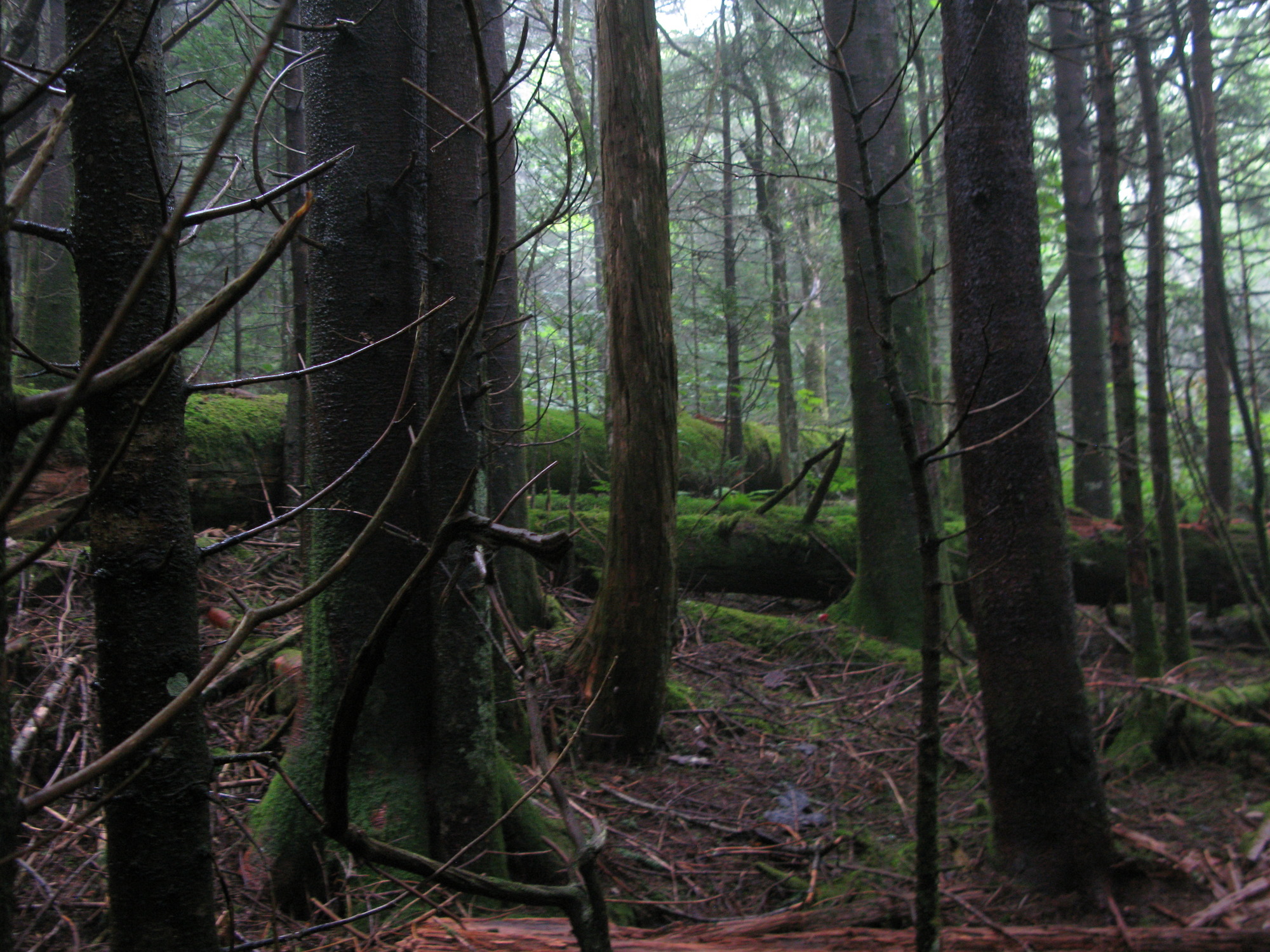 GRSM Accuracy Assessment. Plot Code: GRSM_AA_0018_6