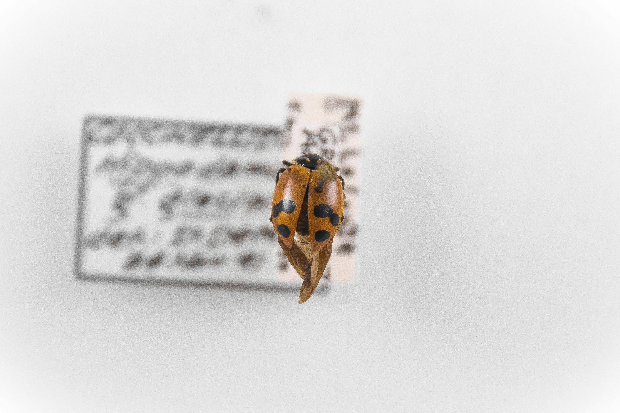 Image of Hippodamia glacialis glacialis, a species of Animalia