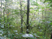 GRSM Accuracy Assessment. Plot Code: GRSM_AA_0508_4