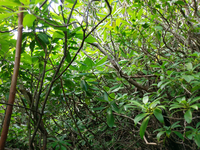 Plot Code: GRSM_AA_0404_5