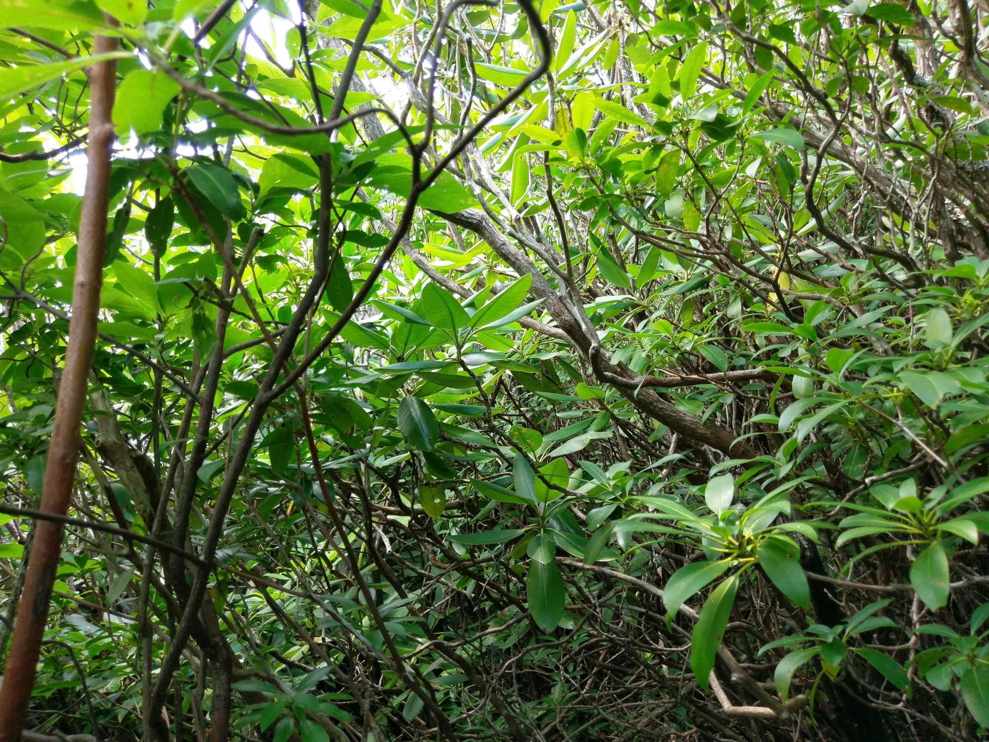 Plot Code: GRSM_AA_0404_5