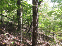 GRSM Accuracy Assessment. Plot Code: GRSM_AA_0460_3