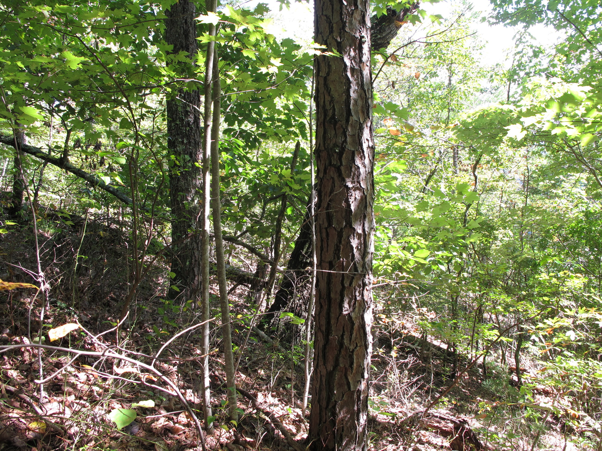 GRSM Accuracy Assessment. Plot Code: GRSM_AA_0460_3