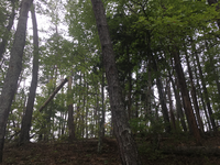 GRSM Accuracy Assessment. Plot Code: GRSM_AA_0433_6